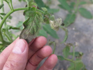 Figure 3: Mottling of a tomato leaf caused by tomato spotted wilt virus.