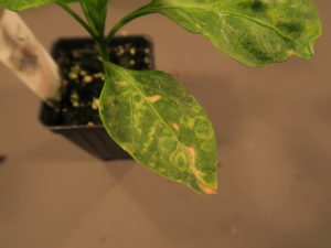 Ring spots caused by impatient necrotic spot virus on pepper.