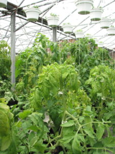 Figure 4: Tomato s[potted wilt virus has caused the tomato plant in the foreground to be chlorotic. Note the hanging baskets of ornamentals in the greenhouse which may be a source of the thrips that transmit TSWV.
