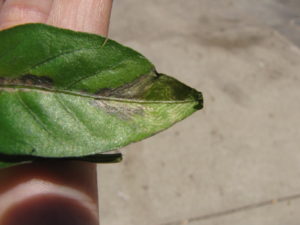 Figure 5: Tomato spotted wilt has caused a ring-like lesion on pepper.