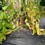 White mold or timber rot of tomato causes a light brown area on the stem and a wilt of the plant.
