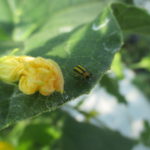 Figure 1. Stripped cucumber beetle (Photo by Wenjing Guan)