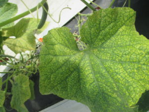 Figure 1. Spider Mites damage on cucumbers in a high tunnel (photo by Wenjing Guan)