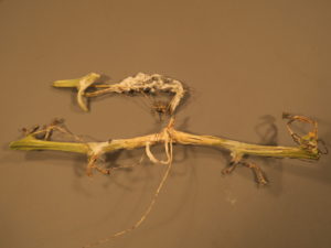 Figure 2: The stem and small fruit of a cucumber plant after incubation in a plastic bag with a wet paper towel. Note dark fungal bodies known as sclerotia. 