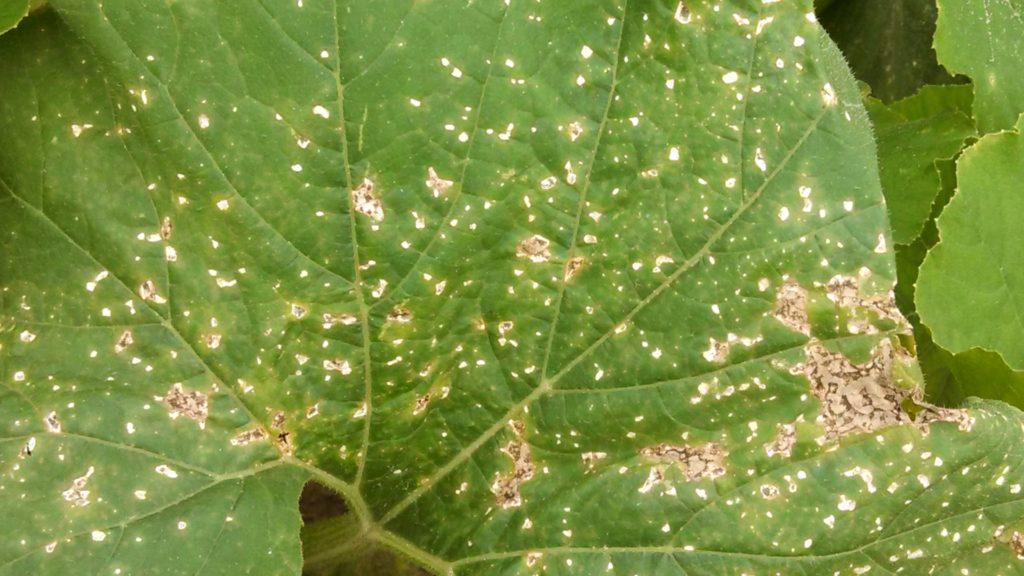 bacterial-spot-of-pumpkin-purdue-university-vegetable-crops-hotline