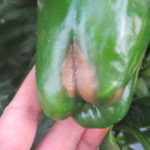 Figure 1. Initial symptom of blossom end rot on pepper.