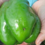 Figure 1. The small hole on pepper fruit is likely caused by corn earworm (photo by Wenjing Guan)