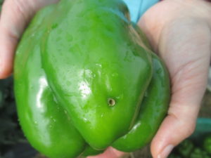 Figure 1. The small hole on pepper fruit is likely caused by corn earworm (photo by Wenjing Guan)