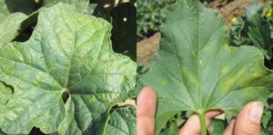 Figure 1. Initial symptoms of manganese toxicity on cantaloupe leaves.