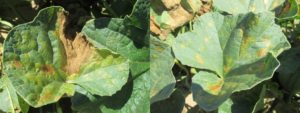Figure 3. Necrosis lesions on the leaves affected by manganese toxicity.