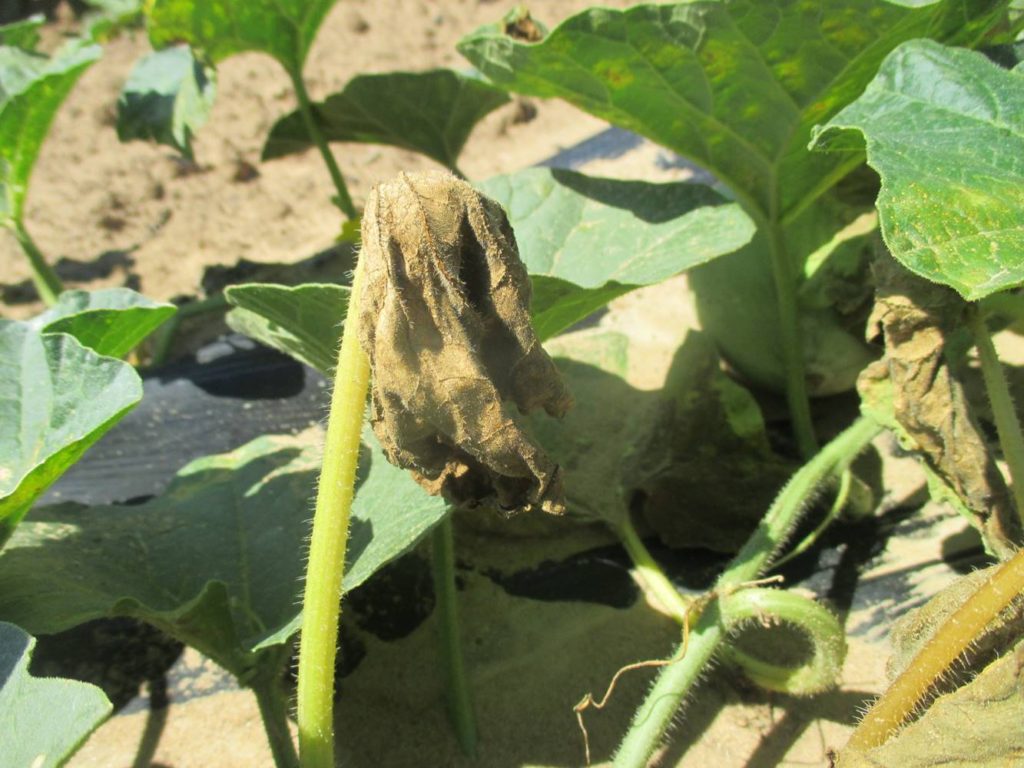 Manganese Toxicity on Cantaloupes Purdue University Vegetable Crops