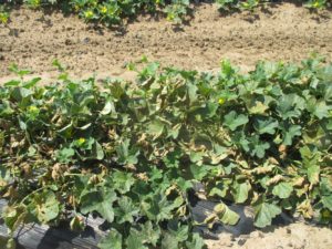 Figure 5. Breakdown and death of older cantaloupe leaves caused by manganese toxicity. 