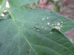 Figure 1. Yellowstriped armyworm on tomato leaf (photo by Liz Maynard)