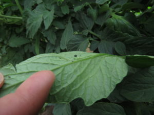 Figure 2. Hornworm on tomato leaf (photo by Liz Maynard)