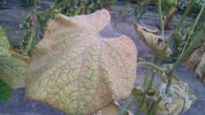 Figure 3. Webbing produced on heavily infested cucumber leaves by two-spotted spider mite.