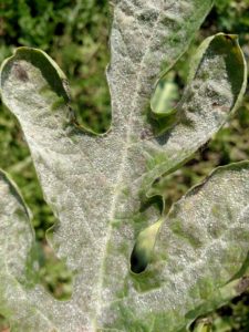Occasionally, powdery mildew can be severe on watermelon.