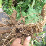 Figure 1. Galling of tomato roots infested by root-knot nematode.