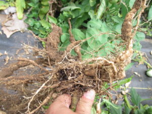 Figure 1. Galling of tomato roots infested by root-knot nematode.