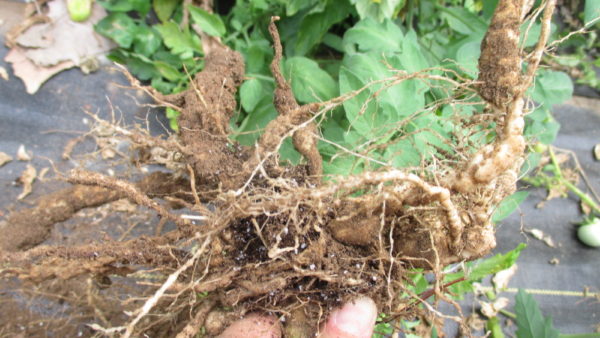 Root-knot Nematode on Vegetable Crops  