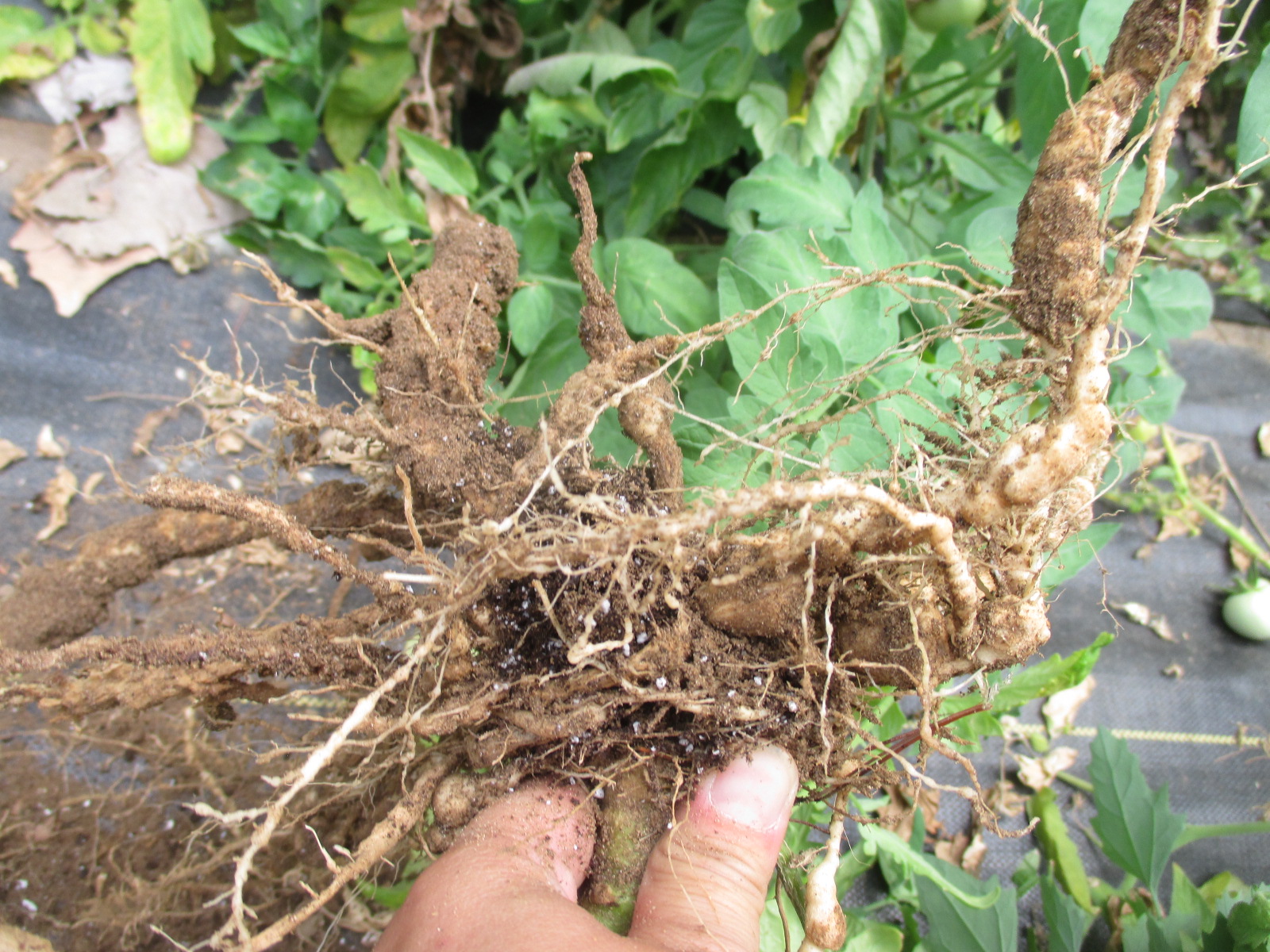 Nematodes on vegetables