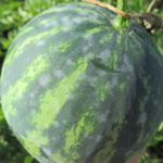 Although unusual in Indiana, powdery mildew can cause infections on watermelon fruit as seen here.