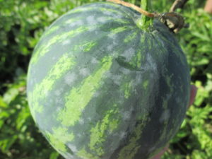 Although unusual in Indiana, powdery mildew can cause infections on watermelon fruit as seen here.