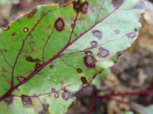 Figure 1: Cercospora leaf spot of garden beet causes bray/brown lesions with reddish margins.