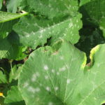 The bottom pumpkin leaf has the disease powdery mildew. The top leaf is healthy and has a variegated pattern