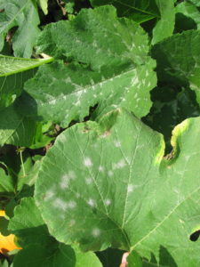 Figure 1. The bottom pumpkin leaf has the disease powdery mildew. The top leaf is healthy and has a variegated pattern primarily along the veins.