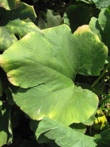 Figure 2: The edges of this pumpkin leaf are yellow, most likely due to environmental stress.