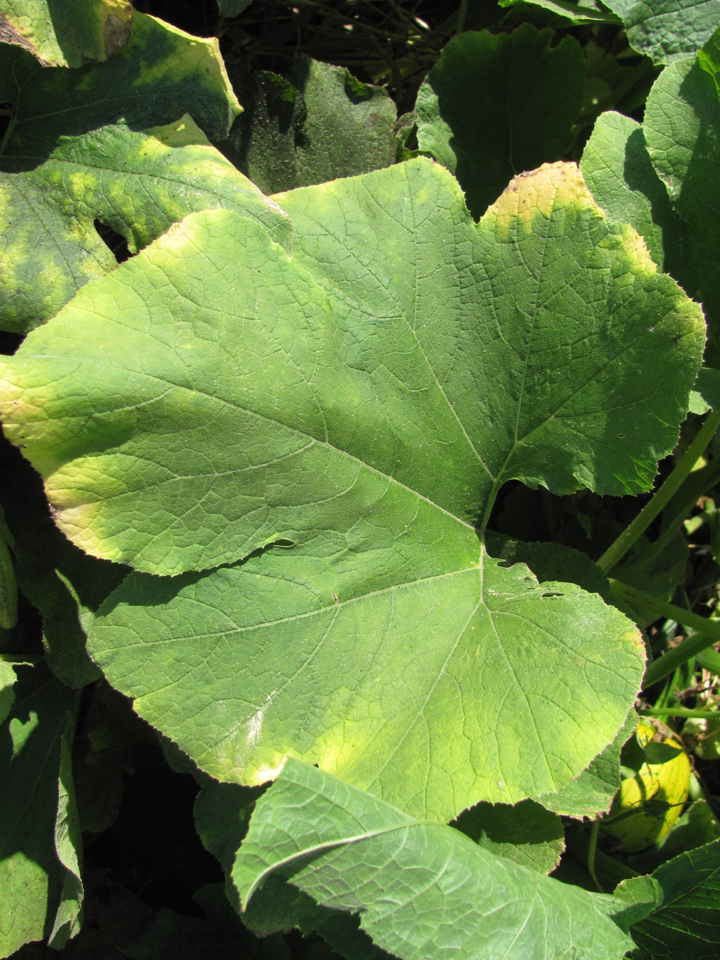 yellow-leaves-on-pumpkins-purdue-university-vegetable-crops-hotline