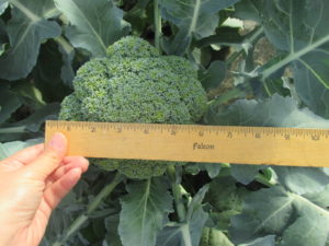 Figure 3. Broccoli ready to harvest.