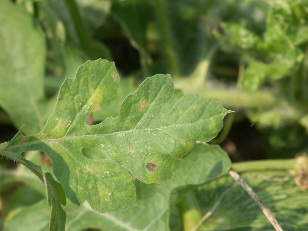Powdery Mildew of Watermelon Purdue University Vegetable Crops Hotline
