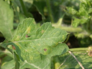 Figure 2. Powdery mildew has caused round chlorotic lesions on this watermelon leaf and a small necrotic area.