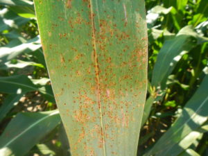 Figure 1. Southern blight causes red-orange pustules primarily on the upper surface of sweet corn. 