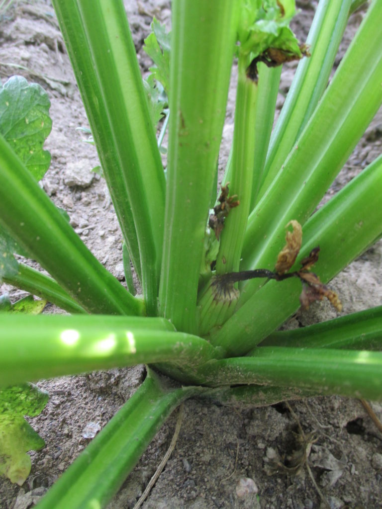 Blackheart of Celery Purdue University Vegetable Crops Hotline