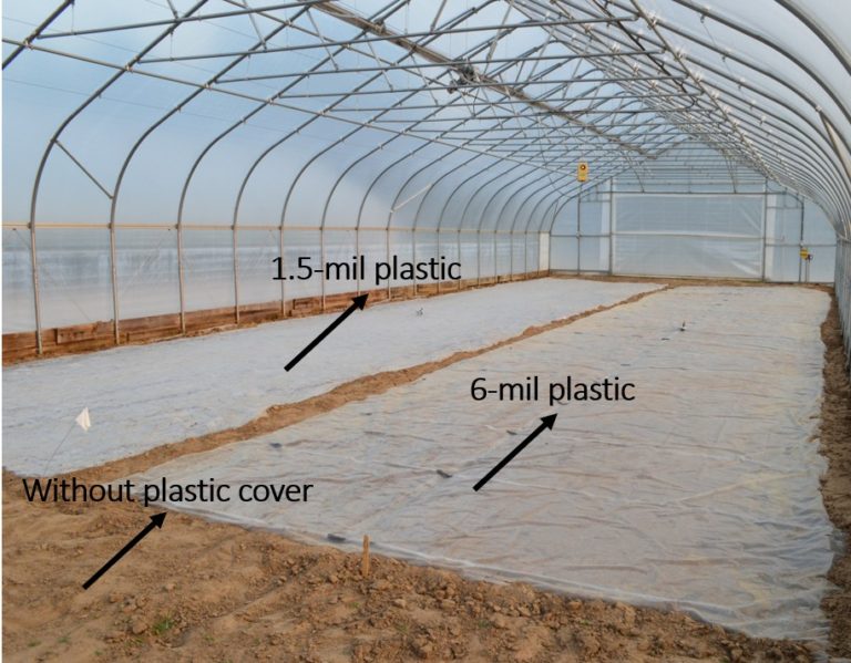 The Update of Soil Solarization in a High Tunnel at SWPAC Purdue
