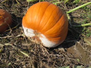 Figure 4. The Phytophthora blight fungus is sporulating on the lesion on the underside of this pumpkin. 