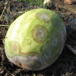 he round lesions on this watermelon are caused by Phytophthora blight. Note that the Phytophtora blight fungus can be seen sporulating on the lesion under moist conditions.