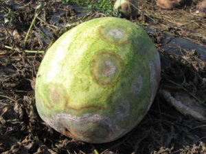 Figure 3. he round lesions on this watermelon are caused by Phytophthora blight. Note that the Phytophtora blight fungus can be seen sporulating on the lesion under moist conditions. 