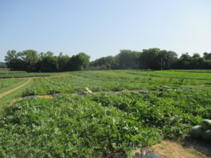 Figure 1. Watermelon variety trial at Southwest Purdue Agricultural Center.