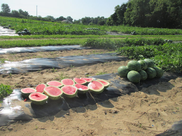 Top Performing Watermelon Varieties in the 2017 Indiana Watermelon