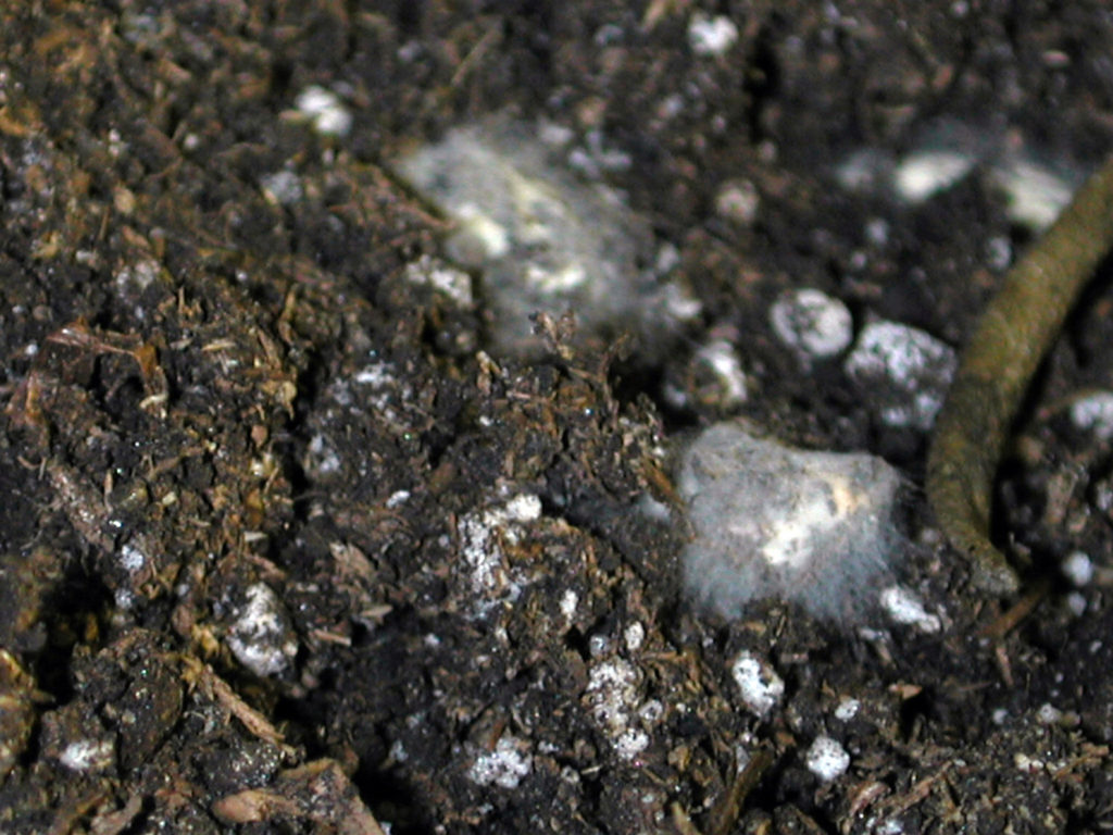 Dampingoff Purdue University Vegetable Crops Hotline