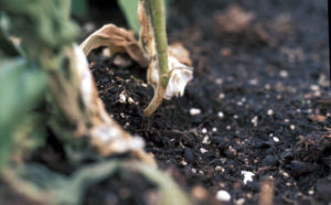 Figure 2. Post-emergent damping off is when seedlings die due to root or crown rot.
