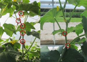 Figure 1. Cucumber plant on left is a gynoecious type plant, note it has cucumbers on every node. Cucumber plant on the right is a monoecious plant, note there are no cucumbers on the top two nodes.