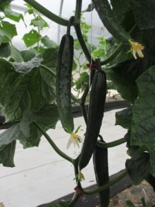 Figure 3. A Japanese type cucumber grown in a high tunnel. 