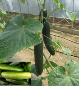 Figure 2. Well colored cucumbers on a trellised plant grown in a high tunnel. The cucumbers do not have yellow belly as shown on the left bottom of the picture. 