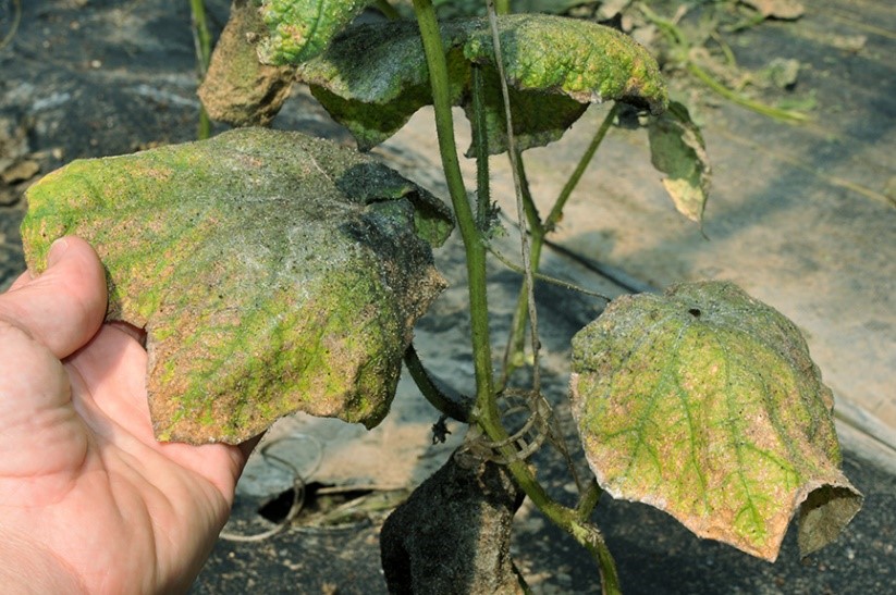 Figure 2. Sooty mold on cucumber leaves (photo credit: John Obermeyer).