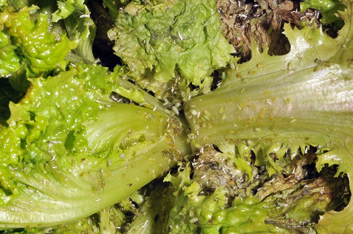 Figure 3. Aphids on lettuce (Photo credit: John Obermeyer).