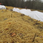 Figure 1. Strawberries were covered with straw mulch and row cover. Picture were taken in Jan. 9 2018.